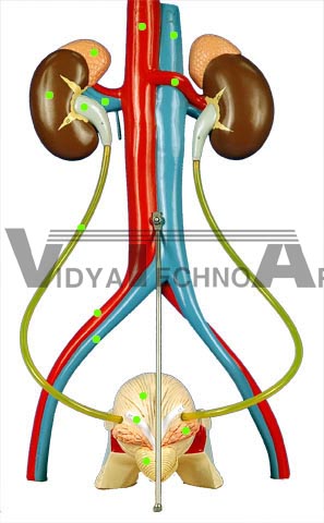 Urinary System - Posterior View